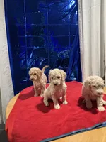 Puppies, a male Goldendoodle and Poodle - Standard  for sale in Morrow, GA – Photo 8 of 9