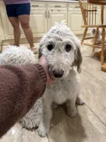 Mini , a female Goldendoodle and Poodle - Standard  for sale in Morrow, GA – Photo 2 of 2