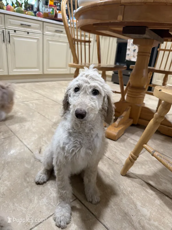 Mini , a female Goldendoodle and Poodle - Standard  for sale in Morrow, GA – Photo 1 of 2