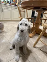 Mini , a female Goldendoodle and Poodle - Standard  for sale in Morrow, GA – Photo 1 of 2