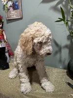 Leah, a female Goldendoodle and Poodle - Standard  for sale in Morrow, GA – Photo 3 of 4