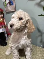 Leah, a female Goldendoodle and Poodle - Standard  for sale in Morrow, GA – Photo 1 of 4
