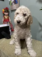 Leah, a female Goldendoodle and Poodle - Standard  for sale in Morrow, GA – Photo 2 of 4