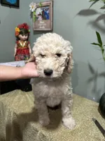 Jacob, a male Goldendoodle and Poodle - Standard  for sale in Morrow, GA – Photo 1 of 4