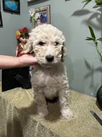 Jacob, a male Goldendoodle and Poodle - Standard  for sale in Morrow, GA – Photo 2 of 4