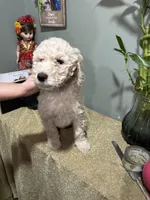 Jacob, a male Goldendoodle and Poodle - Standard  for sale in Morrow, GA – Photo 4 of 4