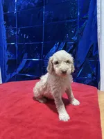 Beans, a female Goldendoodle and Poodle - Standard  for sale in Morrow, GA – Photo 4 of 7