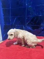 Beans, a female Goldendoodle and Poodle - Standard  for sale in Morrow, GA – Photo 5 of 7