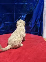 Beans, a female Goldendoodle and Poodle - Standard  for sale in Morrow, GA – Photo 3 of 7