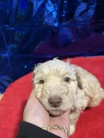 Beans, a female Goldendoodle and Poodle - Standard  for sale in Morrow, GA – Photo 6 of 7
