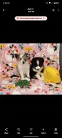 SARAH , a female Miniature Australian Shepherd for sale in Inverness Highlands North, FL – 2 of 2