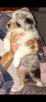 BEAUTIFUL MERLE BLUE EYES, a female Australian Shepherd for sale in Inverness Highlands North, FL – Photo 4 of 6