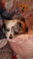 BEAUTIFUL MERLE BLUE EYES, a female Australian Shepherd for sale in Inverness Highlands North, FL – Photo 1 of 6