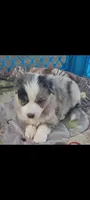 MERLE BLUE EYES, a female Australian Shepherd for sale in Inverness Highlands North, FL – Photo 3 of 3