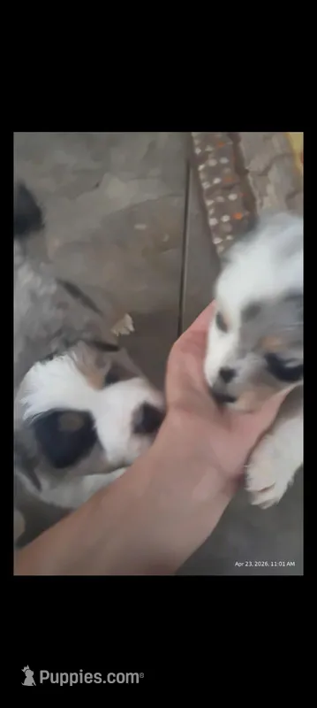 MERLE BLUE EYES – Australian Shepherd puppy for sale in Inverness Highlands North, FL