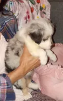 BEAUTIFUL MERLE BLUE EYES, a female Australian Shepherd for sale in Inverness Highlands North, FL – Photo 5 of 6