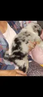 BEAUTIFUL MERLE BLUE EYES, a female Australian Shepherd for sale in Inverness Highlands North, FL – Photo 3 of 6