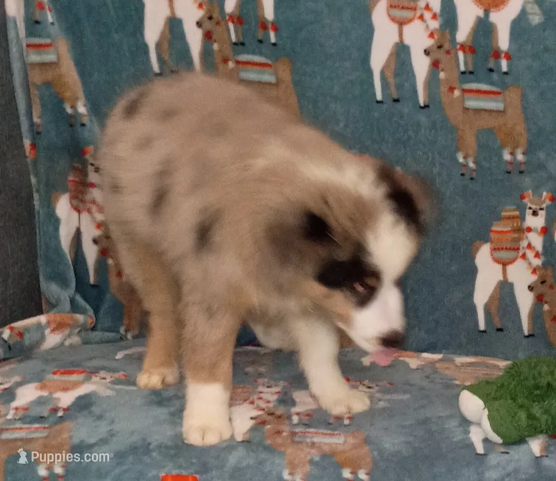PRINCE One Blue Eye – Australian Shepherd puppy for sale in Inverness Highlands North, FL