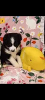 SARAH , a female Miniature Australian Shepherd for sale in Inverness Highlands North, FL – 1 of 2