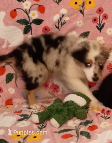 GiGi – Miniature Australian Shepherd puppy for sale in Inverness Highlands North, FL