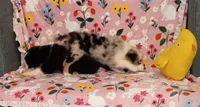 GiGi, a female Miniature Australian Shepherd for sale in Inverness Highlands North, FL – 3 of 3