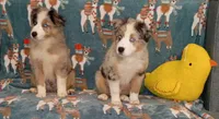 BLUE, a male Miniature Australian Shepherd for sale in Inverness Highlands North, FL – 2 of 2