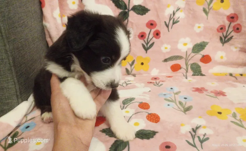 Lady – Australian Shepherd puppy for sale in Inverness Highlands North, FL