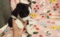 Sarah, a female Australian Shepherd for sale in Inverness Highlands North, FL – 1 of 2