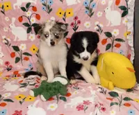 GiGi, a female Miniature Australian Shepherd for sale in Inverness Highlands North, FL – 2 of 3