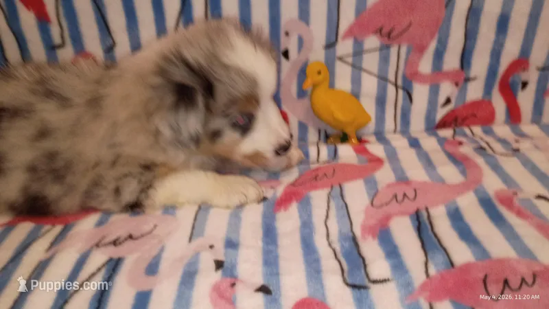 BLUE – Australian Shepherd puppy for sale in Inverness Highlands North, FL