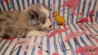 BLUE, a male Australian Shepherd for sale in Inverness Highlands North, FL – 1 of 2