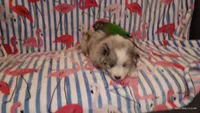 BLUE, a male Australian Shepherd for sale in Inverness Highlands North, FL – 2 of 2