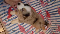 HUNNY, a male Australian Shepherd for sale in Inverness Highlands North, FL – Photo 4 of 4