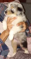 HUNNY, a male Australian Shepherd for sale in Inverness Highlands North, FL – Photo 2 of 4