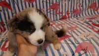 HUNNY, a male Australian Shepherd for sale in Inverness Highlands North, FL – Photo 3 of 4
