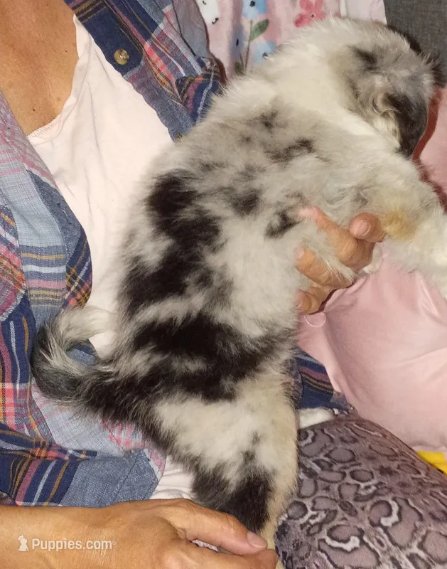 HUNNY – Australian Shepherd puppy for sale in Inverness Highlands North, FL