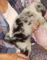 HUNNY, a male Australian Shepherd for sale in Inverness Highlands North, FL – Photo 1 of 4