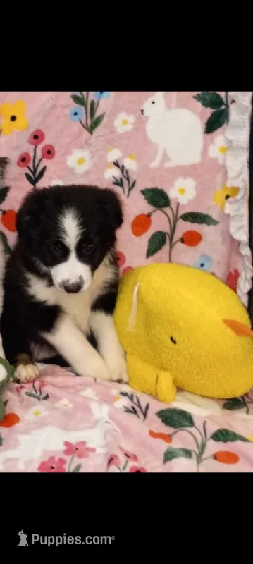SARAH mini Australian Shepherd  – Australian Shepherd puppy for sale in Inverness Highlands North, FL