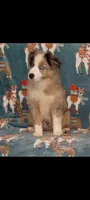 PRINCE One Blue Eye, a male Australian Shepherd for sale in Inverness Highlands North, FL – 2 of 2