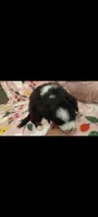 Sarah, a female Australian Shepherd for sale in Inverness Highlands North, FL – 2 of 2