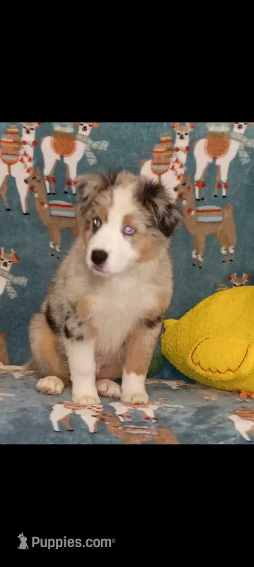 PRINCE Mini Australian Shepherd  – Australian Shepherd puppy for sale in Inverness Highlands North, FL
