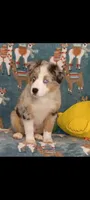 PRINCE Mini Australian Shepherd , a male Australian Shepherd for sale in Inverness Highlands North, FL – 1 of 2