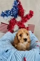 Charlie , a male Cavapoo for sale in Denver, CO – 2 of 3