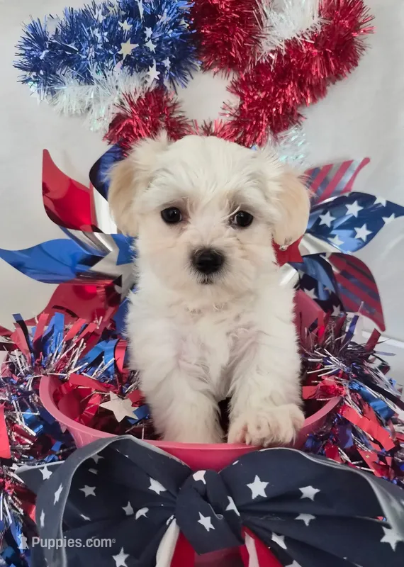 Jenny  – Bichon Frise, Shih Tzu puppy on hold in Denver, CO