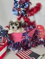 Miracle , a female Bichon Frise and Shih Tzu for sale in Denver, CO – 2 of 3