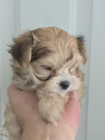 Princess , a female Morkie for sale in Denver, CO – 10 of 10