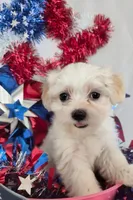 Jenny , a female Bichon Frise and Shih Tzu for sale in Denver, CO – 2 of 5