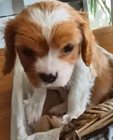 Buster Jr., a male Cavalier King Charles Spaniel for sale in Denver, CO – Photo 6 of 8