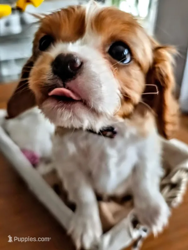 Buster Jr. – Cavalier King Charles Spaniel puppy for sale in Denver, CO