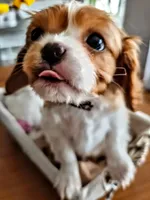 Buster Jr., a male Cavalier King Charles Spaniel for sale in Denver, CO – Photo 1 of 8